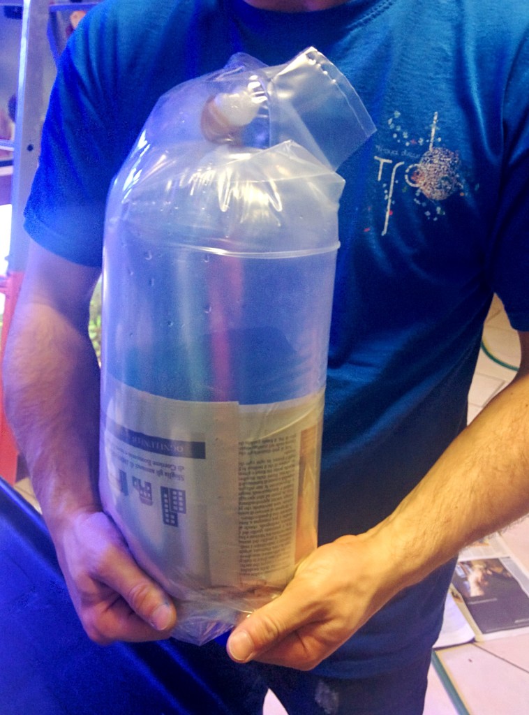 il Discus viaggia in un sacchetto di plastica riempito per un terzo di acqua e per due terzi di ossigeno