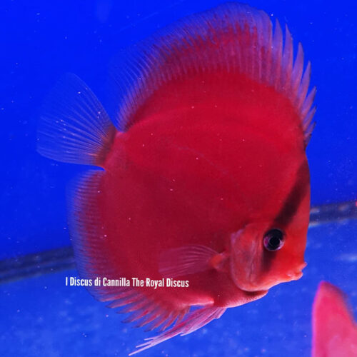 Discus Red Cover