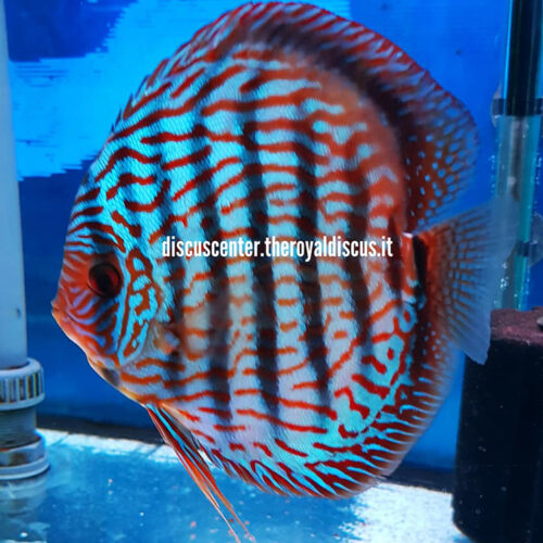 Discus Turquoise Red