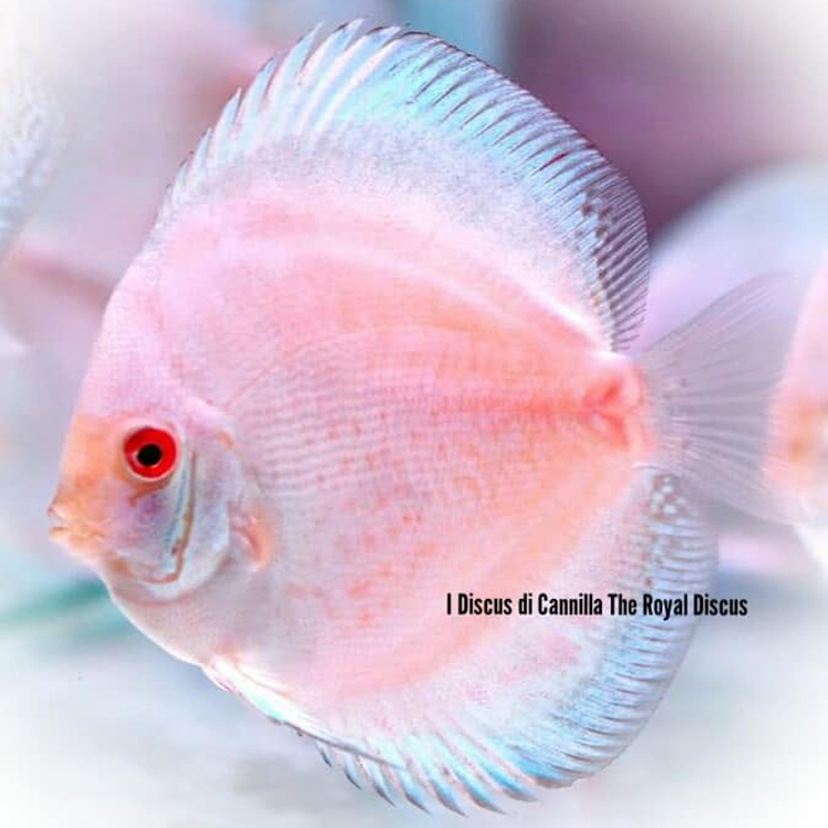 Discus White Butterfly