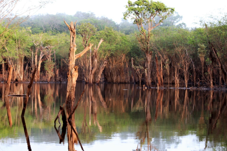 Mangrovie del rio negro