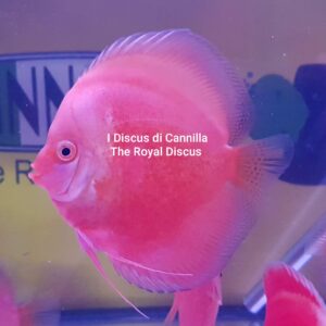 Discus White & Red