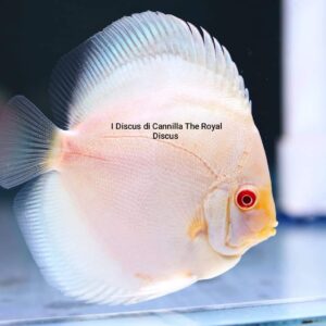 Discus Albino Platinum