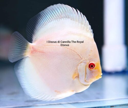 Discus Albino Platinum