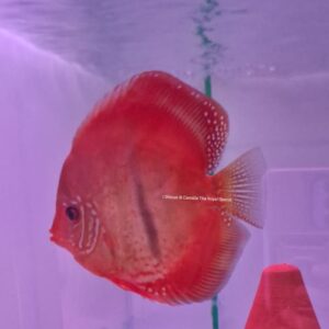 Discus Ica Heckel