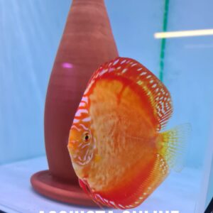 Discus Orange Marlboro