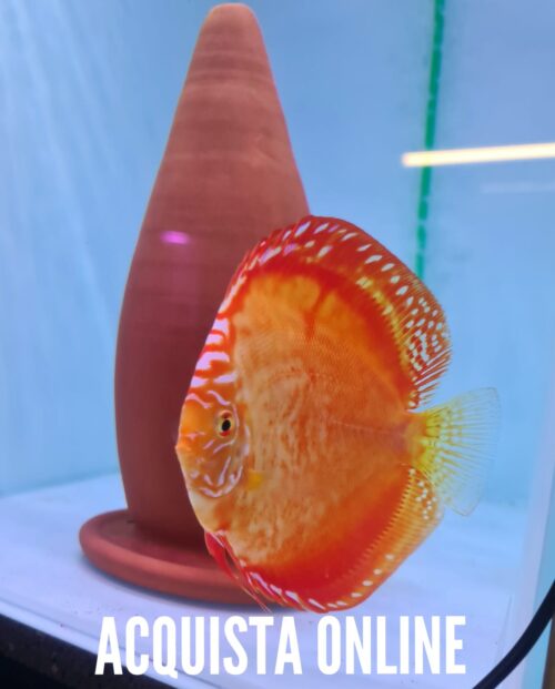 Discus Orange Marlboro