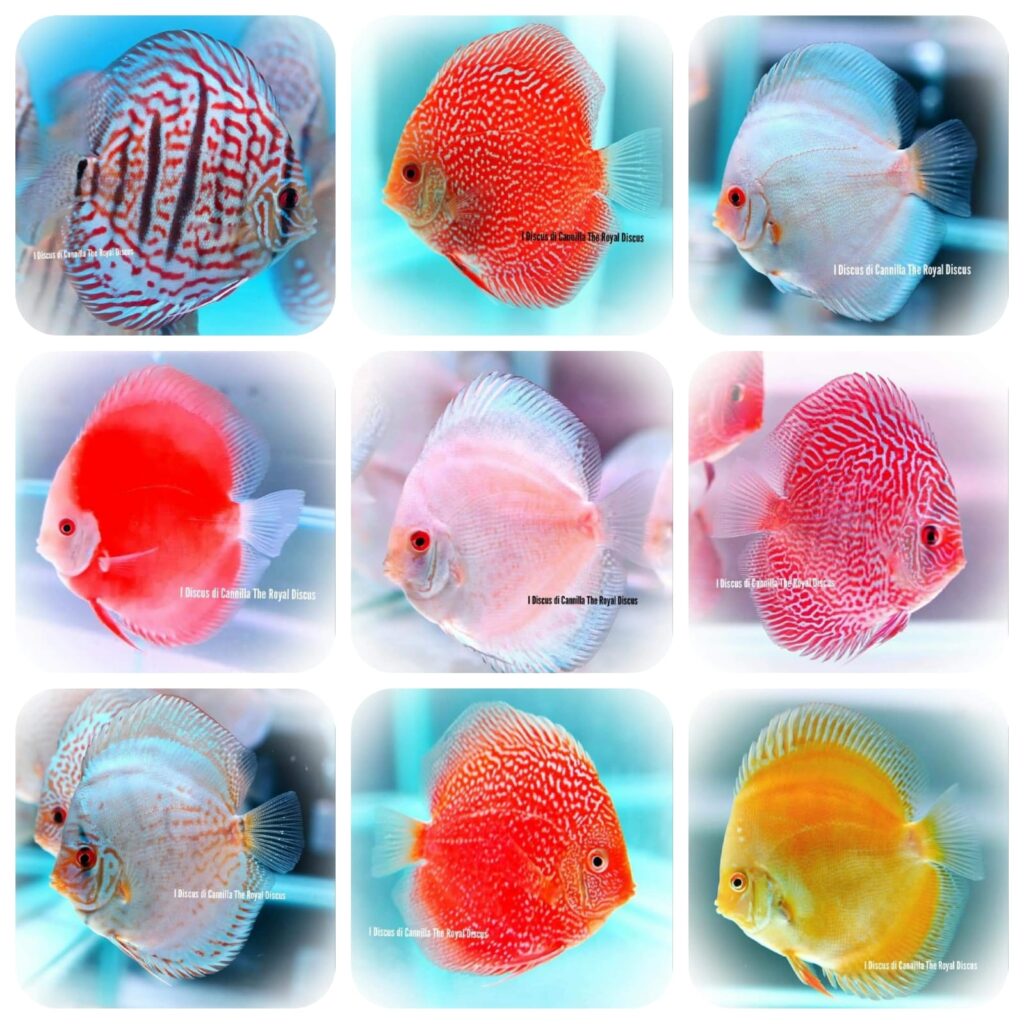 Offerta Discus 10cm Mix