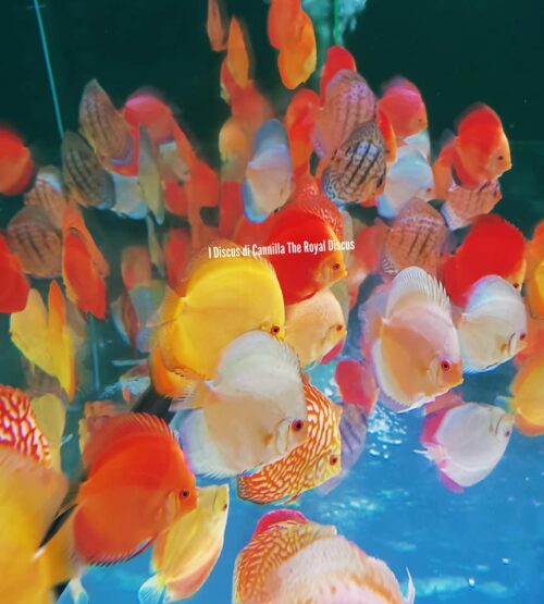 Offerta Discus 9-10cm Mix